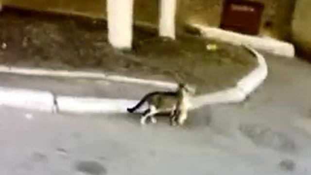 Кошка тащит котенка kitty cat drags