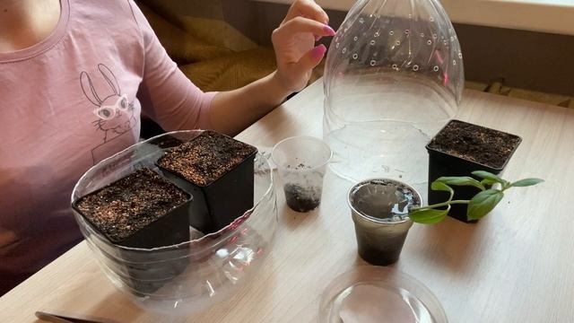 Выращиваем Калотропис Гигантский из семян   Calotropis Gigantea  Калотропис Часть 1