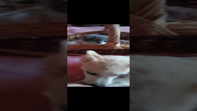 Джуди и Майя :-)