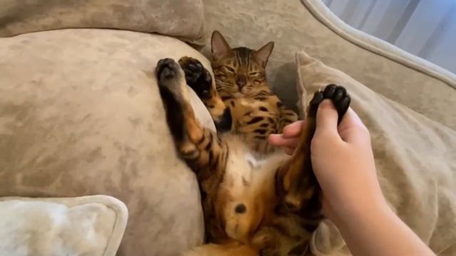 Бенгальский кот Бакс прикольно спит 5.