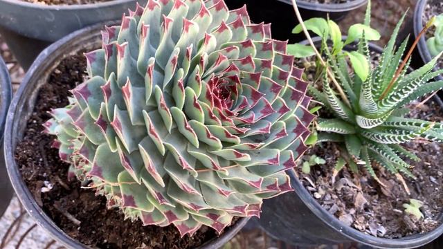 Como Cuidar tu Uña de Señorita (Sempervivum) | Desierto Verde