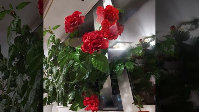 Ed_Sheeran Для МАМЫ