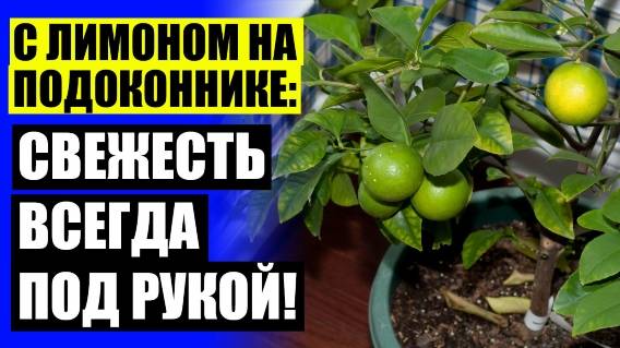 👍 Посадить лимонное дерево 🤘 Лимон павловский фото
