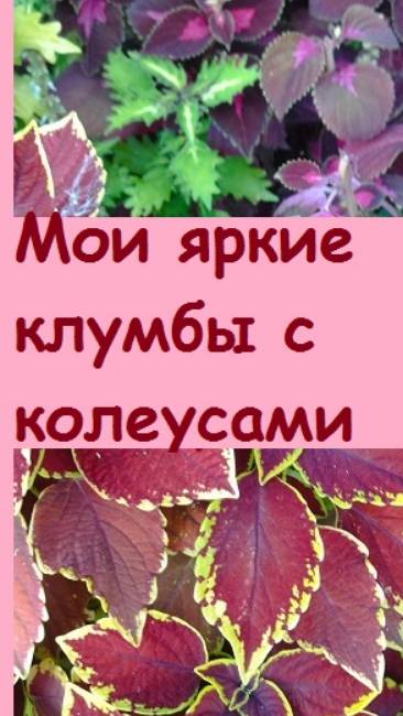 Ваши клумбы в сентябре стали невзрачными, а мои стали только ярче, ведь у меня посажены колеусы!