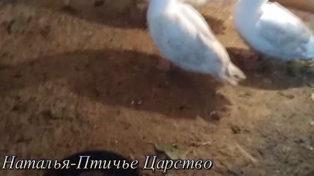 Петухи закукарекали, куры запели.