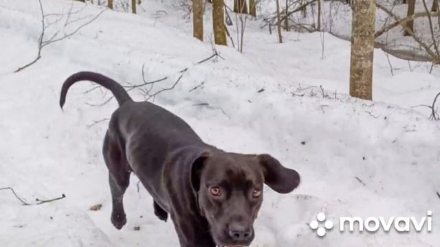Костыли Грибы Dog Chibo Жил Был Пес Лео и Рей Музей Пса