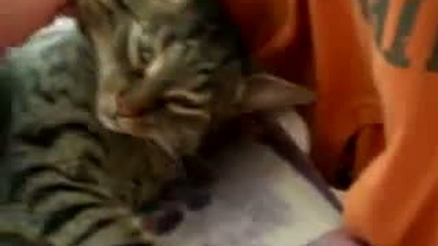 ОЧЕНЬ крепкий сон кота