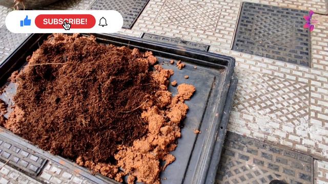Petunia plant care & Propagation | നാടൻ petuniaയെ കുറിച്ച് അറിയേണ്ടതെല്ലാം @mysmall_wonderworld
