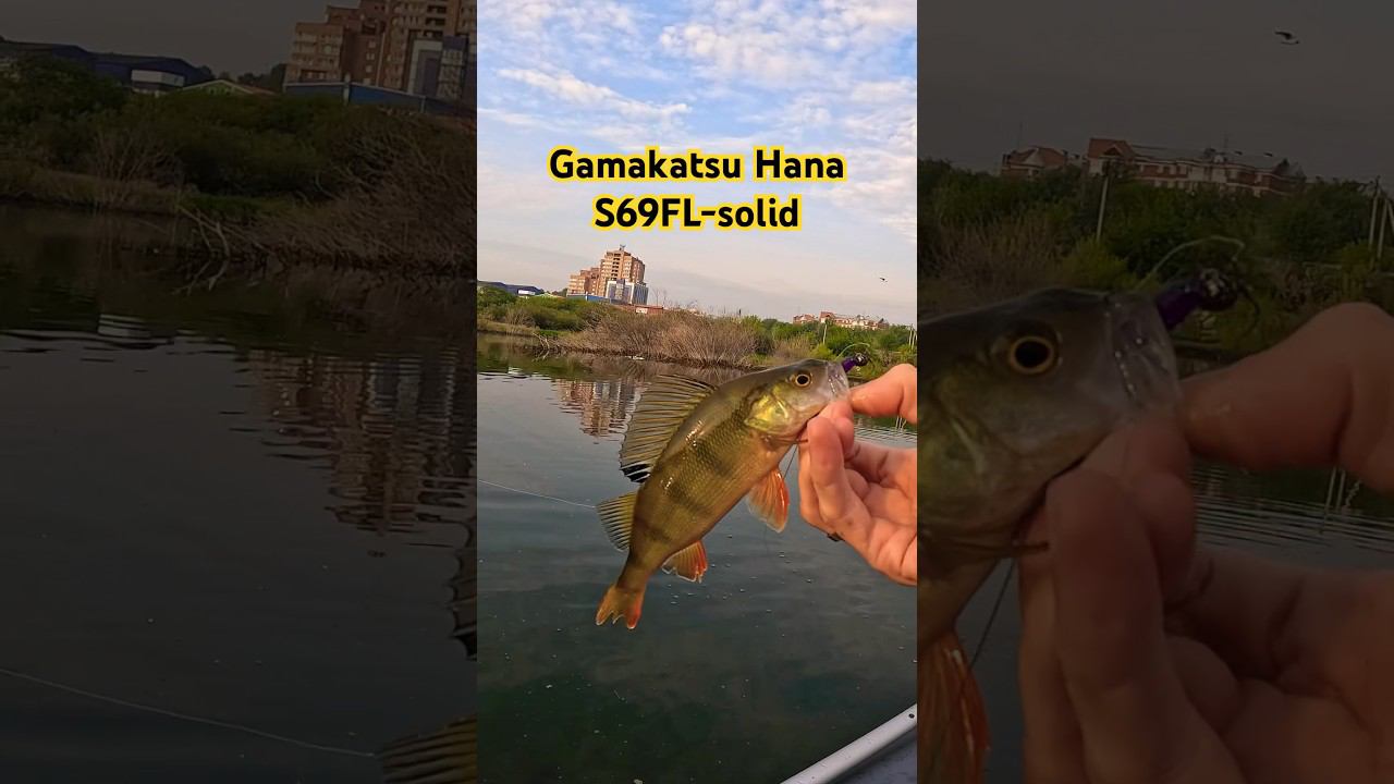 Жор окуня на Gamakatsu Hana S69FL-solid. #fishing #gamakatsu #fish #микроджиг