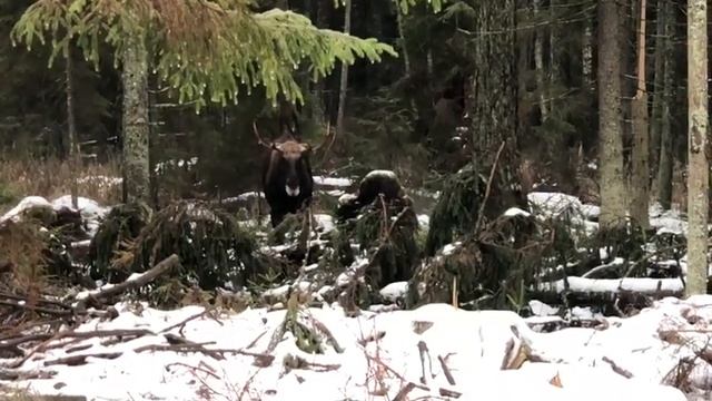 Охота на лося с подхода в Беларуси.