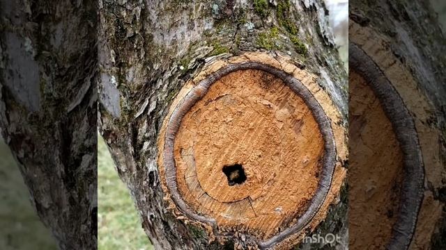 Правильный срез или срез на кольцо ТИМУР ТАРАПАТИН
