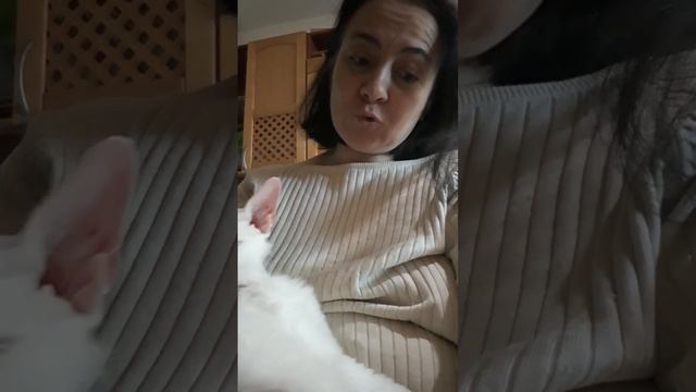 к.сфинкс-браш?.что ??♀️ больное животное???так это или нет?