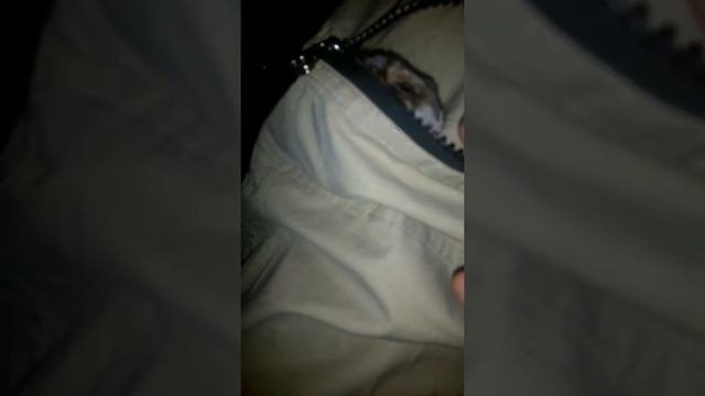 Хомка в кармане.