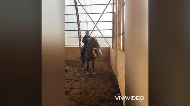 Пони-класс кобыла продажа!