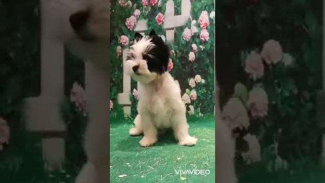 Бивер Мальчик