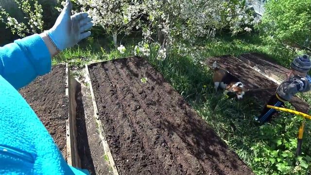 Самый эффективный способ сева моркови