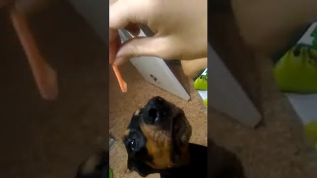 Доберман Габи ест маринованный имбирь!!!