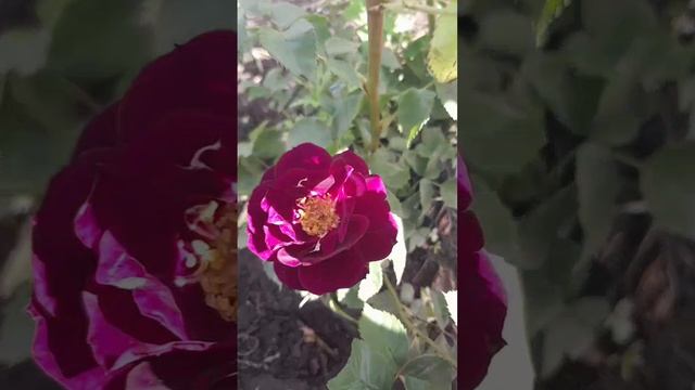 VID_375870616_002722_806.mp4