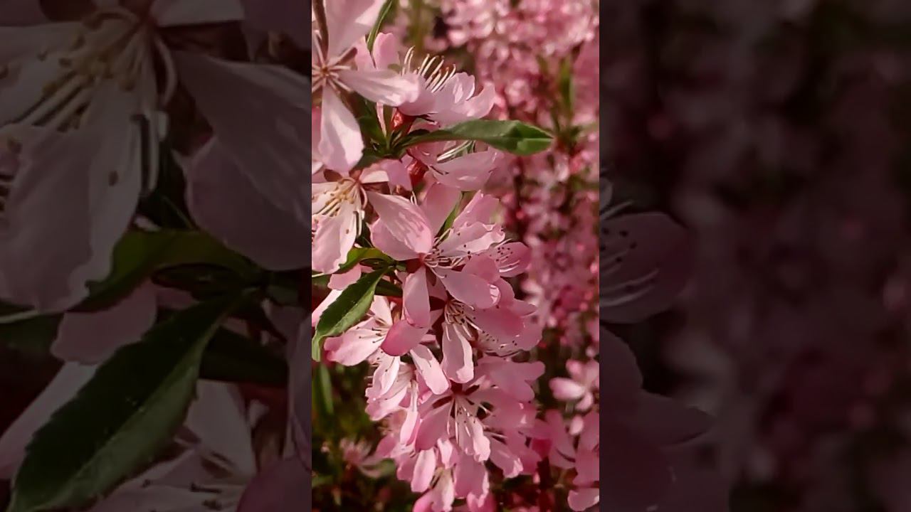 Beautiful interesting wild almond flowers Красивые интересные цветы дикого миндаля 美丽有趣的野生杏仁花 美しく興味深