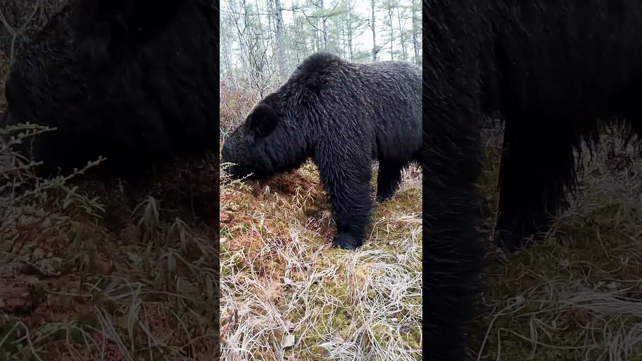 Кажется дождь начинается. #bear #животные #медведь