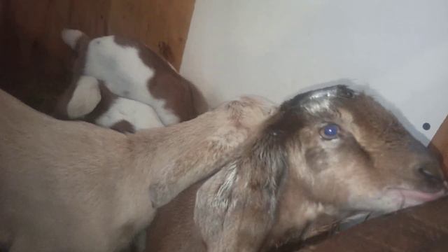 обезрожили козлят 🐐. уже начинают кушать 🌾. мартовские коты окружили 🏡 дом.