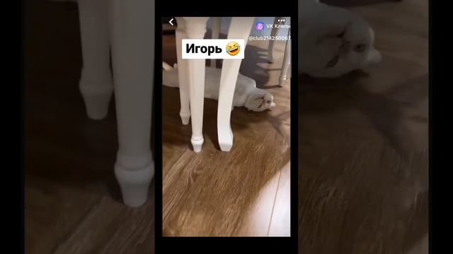 Кот Игорь просто устал
