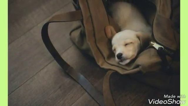 Animal BOX: зверушки