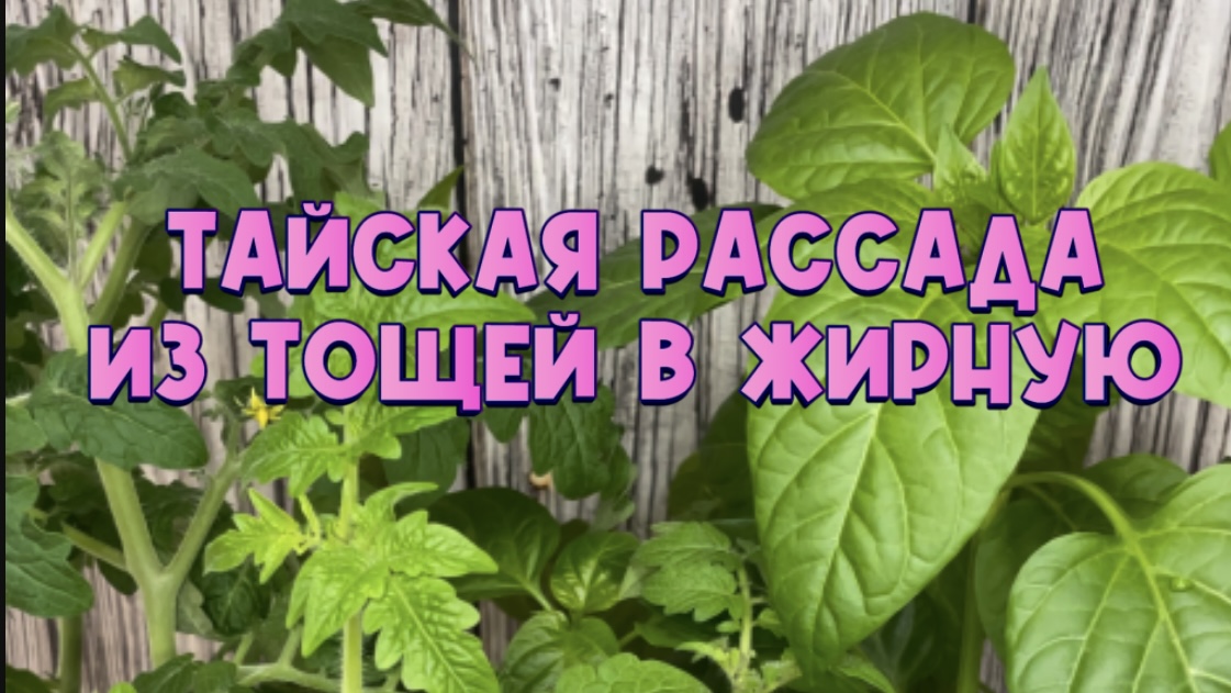 Тайская рассада из ТОЩЕЙ в ЖИРНУЮ 🤣✅