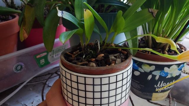 О моих масдеваллиях, masdevallia constricta,  30.07.2023