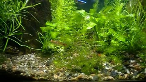 #Aquarium. Новое оформление аквариума 100 л.