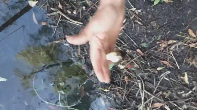Золотой карась в лесном озере клюёт и клюёт