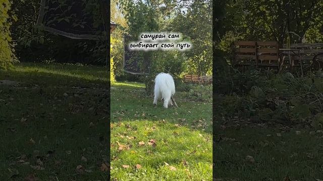 Ты сделал свой выбор?