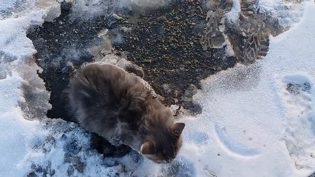 Спасение кошечки вмерзшей в лед.