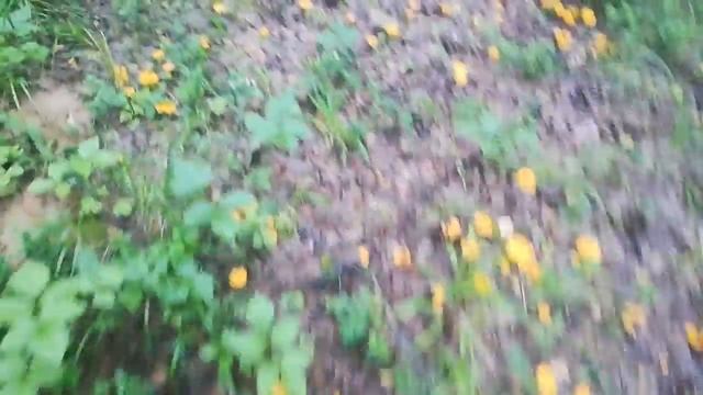 Лисички. Сказочная поляна. Небывалое количество!!!!! 2-ой день.
