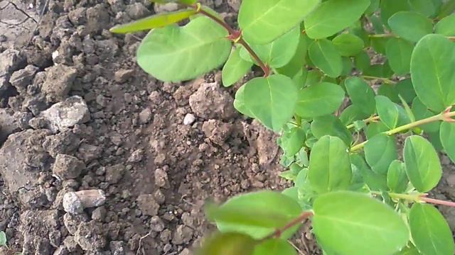 Саженцы Ежевики из магазина Беккер.