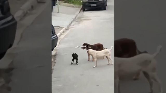 Когда первый день пришел на онлайн тренировки ?