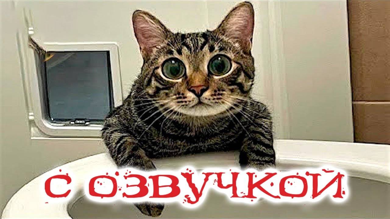 Приколы с котами! Смешные коты! С ОЗВУЧКОЙ! СМЕШНЫЕ ЖИВОТНЫЕ 2024! Тест на психику!