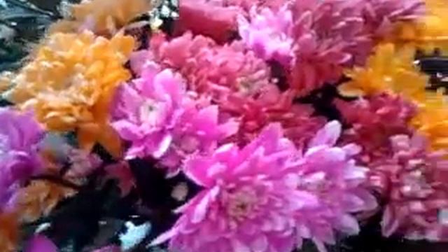 Цветочная витрина