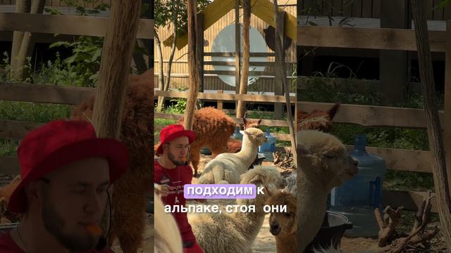 Альпака