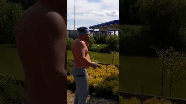 Покупка можжевельника в питомнике