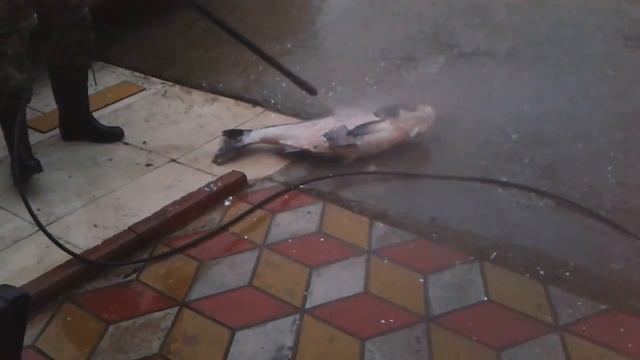 Толстолобик на 15 кг.Как быстро почистить от чешуи крупную рыбу.