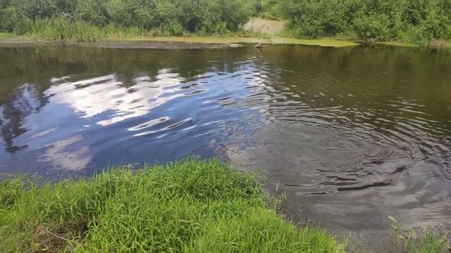 Подводное ружье Salvimar Vuoto Predathor. Первый улов