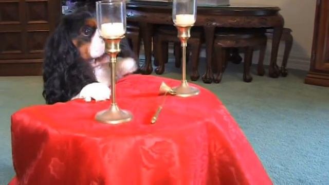 Cavalier King Charles Learns From Online Dog Training Ecademy -- Why Don't You?