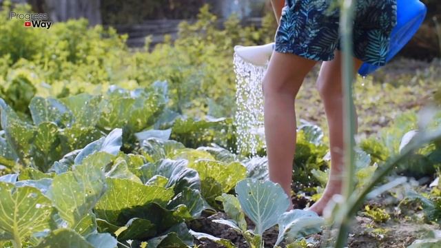 ПОСЛЕ ЭТОГО КАПУСТА НАЧНЁТ РАСТИ КАК БЕШЕНАЯ!!