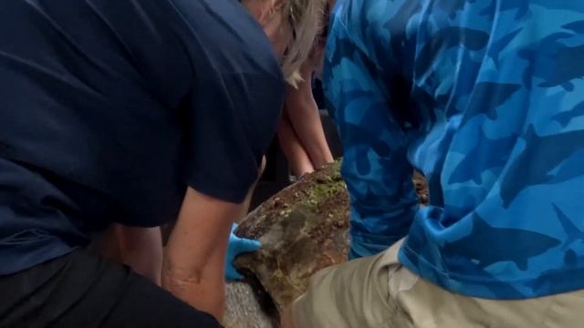 Loggerhead Rescue
