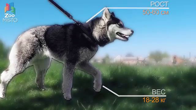 Уход и содержание Сибиртской Хаски 🐶