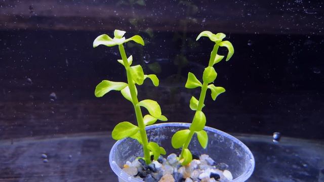 РЕДКАЯ БАКОПА МАДАГАСКАРСКАЯ. СОДЕРЖАНИЕ И РАЗВЕДЕНИЕ. Bacopa Madagascariensis