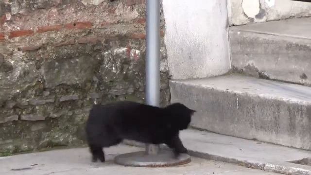 Чёрный турецкий котяра 🐱