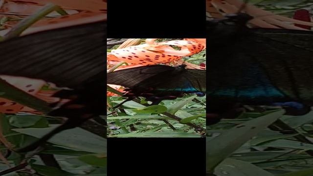Махаоны в моем саду