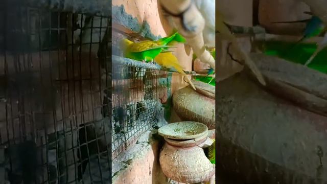 Love Mating in My Setup| Parrot mating |Budgies parrot mating